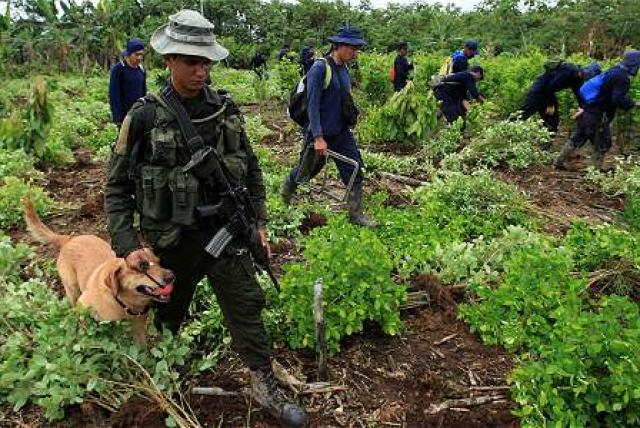 Colombia coca eradication hampered by landmines and protests, police say