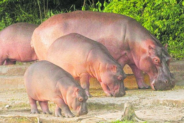 Pablo Escobar’s pooping hippos are polluting Colombia’s lakes