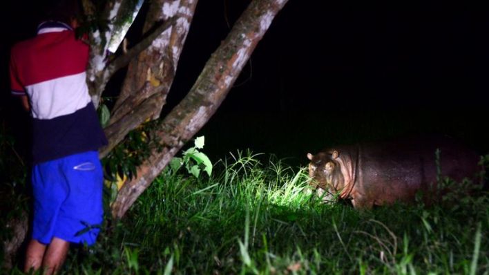 Hippos connected to Pablo Escobar spark fear amongst citizens in Colombian the city