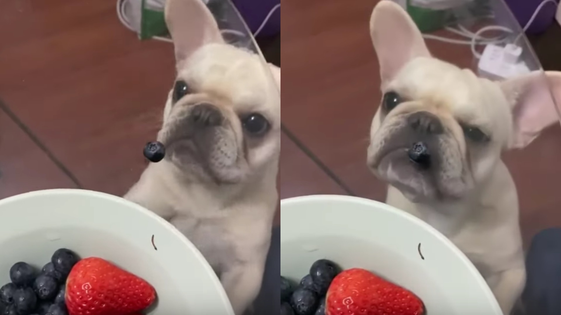 Please watch this dog gaze at its forbidden lover, a blueberry