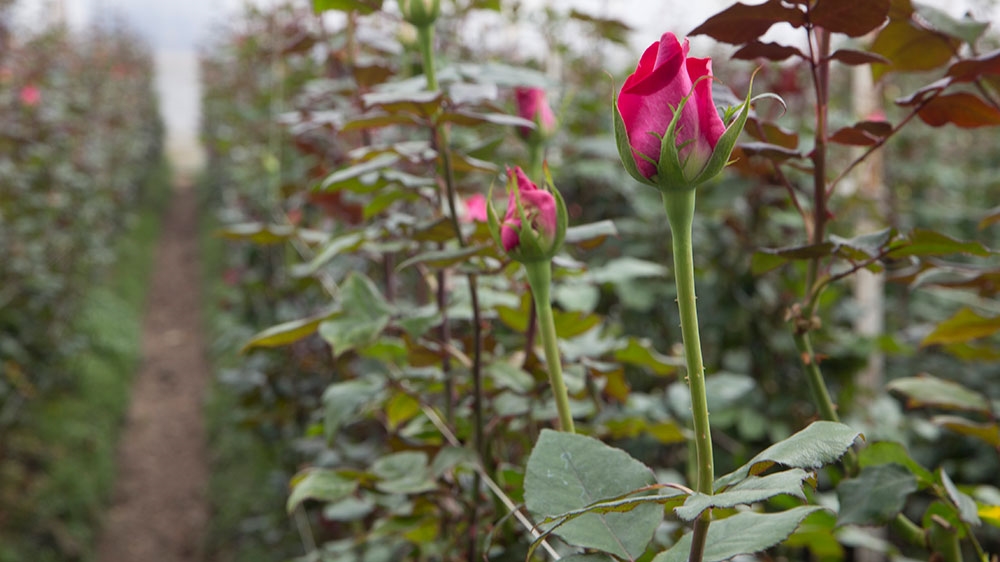 Colombia’s Valentine’s Day rose boom