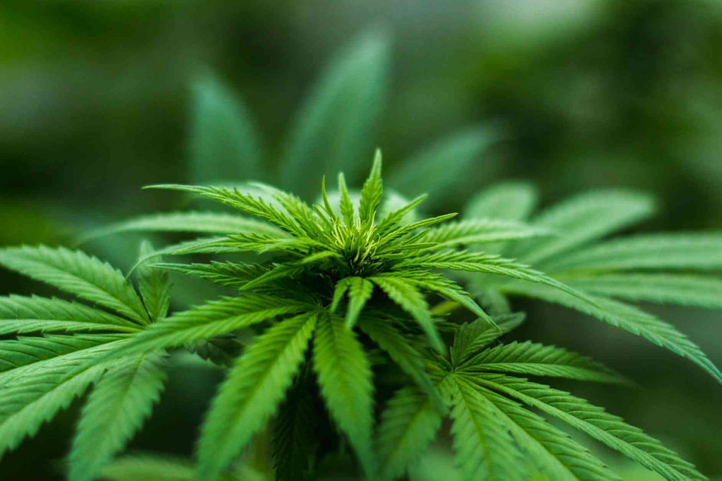 View Systems, Inc.’s (VSYM) Sannabis Announces First U.S. Sales for their “Made in Colombia” Cannabis Products