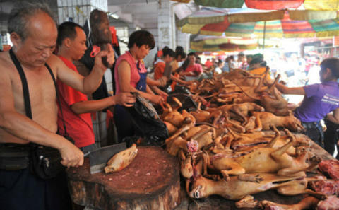 Chinese city proposes ban on eating dogs amid coronavirus epidemic