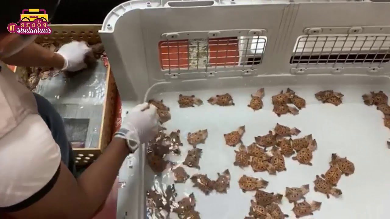 Colombian police rescue 2,000 smuggled freshwater turtles