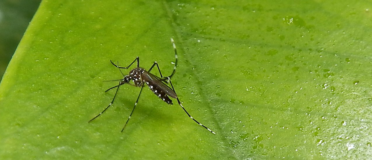 Ministerio de Salud hace recomendaciones sobre prevención del dengue